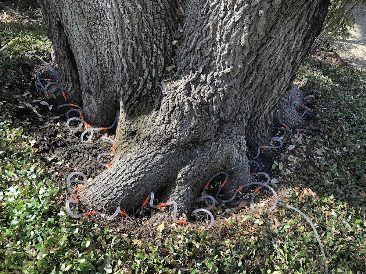 Detailed Tree Cabling and Bracing job site in Kirkwood
